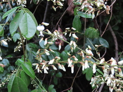Derris scandens