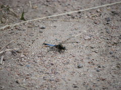 Orthetrum cancellatum