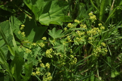 Alchemilla leiophylla