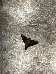 Hemipenthes velutina