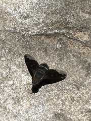 Hemipenthes velutina