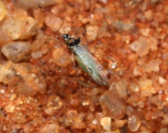 Micrometacanthus trichoferus