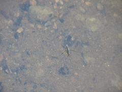 Limnoporus canaliculatus