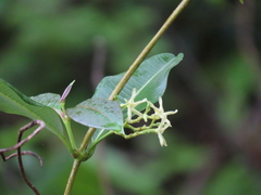 Cryptolepis buchananii