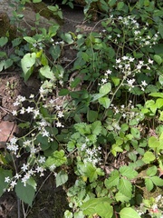 Micranthes virginiensis