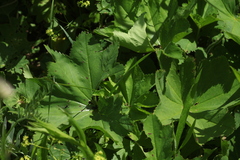 Alchemilla leiophylla