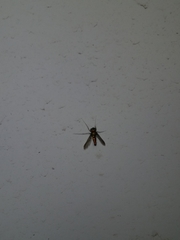 Condylostylus comatus