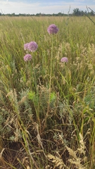 Allium lineare