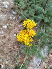 Jacobaea adonidifolia