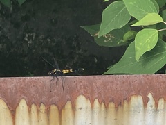 Orthetrum melania melania