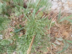 Jacobaea adonidifolia