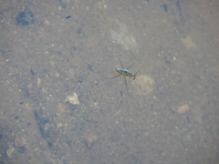 Limnoporus canaliculatus