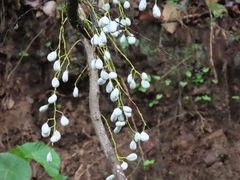 Diploclisia glaucescens