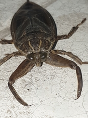 Lethocerus patruelis