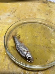 Alburnoides kubanicus