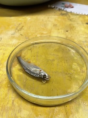 Alburnoides kubanicus