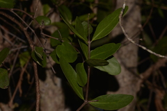 Muellerina celastroides