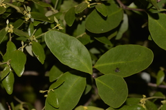 Muellerina celastroides