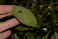 Muellerina celastroides