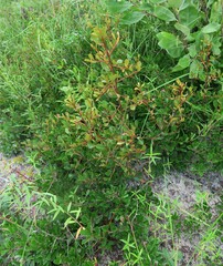 Sideroxylon rufohirtum