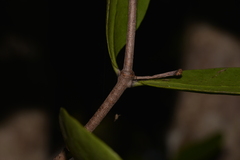Muellerina celastroides
