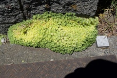 Sedum japonicum