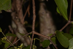Muellerina celastroides