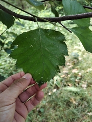 Karpatiosorbus latifolia