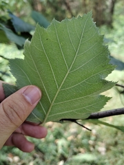 Karpatiosorbus latifolia