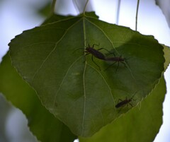 Stenomacra marginella