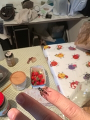 Cylindromyia bicolor