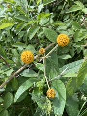 Buddleja globosa