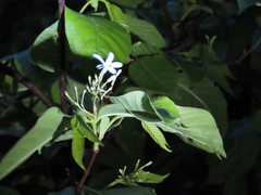 Holarrhena pubescens