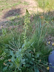 Reseda lutea