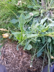 Reseda lutea