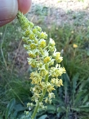 Reseda lutea