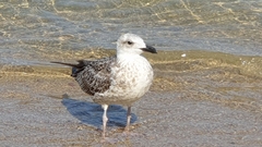 Larus michahellis