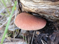 Gymnopilus purpuratus