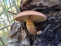 Gymnopilus purpuratus