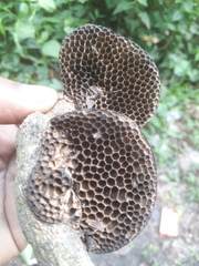 Fungi