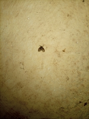 Pterygota