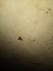 Pterygota