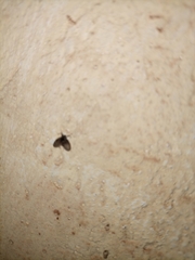 Pterygota