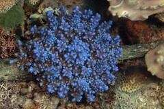 Phyllodiscus semoni