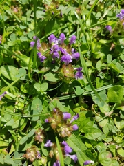 Prunella vulgaris