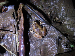 Microhyla nilphamariensis