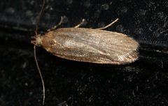 Acompsia cinerella