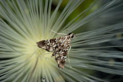 Chabula acamasalis