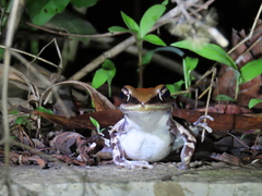 Hydrophylax bahuvistara