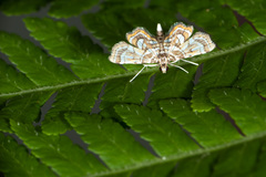 Cymoriza interruptalis